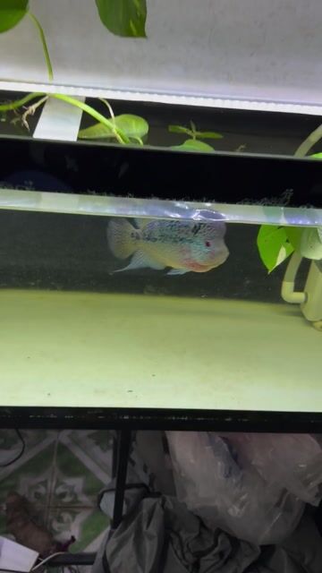 Cá La Hán Kamfa F2 Đỏ vàng. Mua bán Thú cưng khác tại Quận Bình Thạnh Tp Hồ Chí Minh được đăng bởi anh đăng hình 1