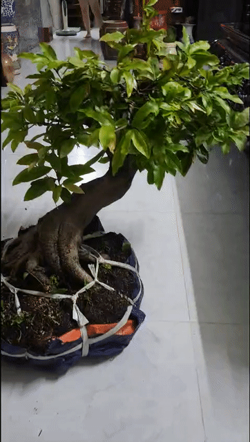 Mai vàng bonsai 60cm Dảo siêu bông bình lợi. Mua bán Cây cảnh, đồ trang trí tại Huyện Hóc Môn Tp Hồ Chí Minh được đăng bởi Nguyễn Hiếu hình 1