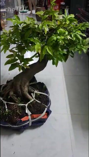 Mai vàng bonsai 60cm Dảo siêu bông bình lợi. Mua bán Cây cảnh, đồ trang trí tại Huyện Hóc Môn Tp Hồ Chí Minh được đăng bởi Nguyễn Hiếu hình 1