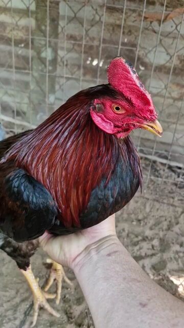 Gà Nâu đỏ Đực. Mua bán Gà tại Huyện Trảng Bom Đồng Nai được đăng bởi hồ văn mèo hình 1
