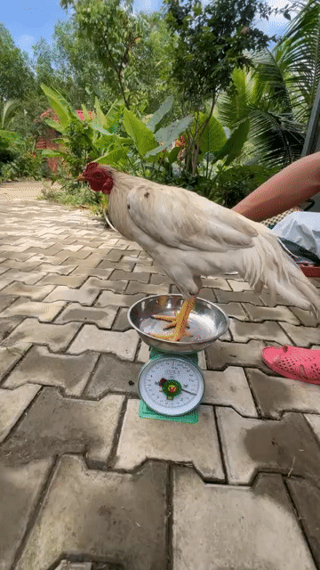 Gà giống nhỏ cả hai màu Trắng. Mua bán Gà tại Huyện Long Thành Đồng Nai được đăng bởi Đức Phục  hình 1
