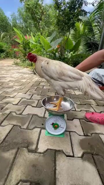 Gà giống nhỏ cả hai màu Trắng. Mua bán Gà tại Huyện Long Thành Đồng Nai được đăng bởi Đức Phục  hình 1