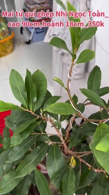 Mai tứ quý Nhị Ngọc Toàn 90cm 18cm 4 tháng. Mua bán Cây cảnh, đồ trang trí tại Thành phố Châu Đốc An Giang được đăng bởi Nguyen ba loc hình 1