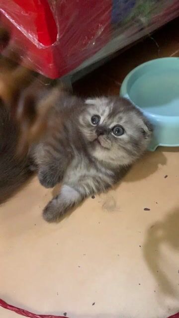 mèo munchkin cái. Mua bán Mèo tại Quận Hoàn Kiếm Hà Nội được đăng bởi Hương vũ hình 1