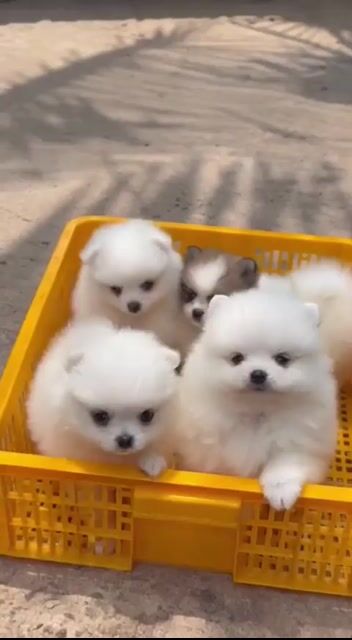 Pom, phóc sóc như cục bông. Mua bán Chó tại Huyện Trảng Bom Đồng Nai được đăng bởi Hai Mập hình 1