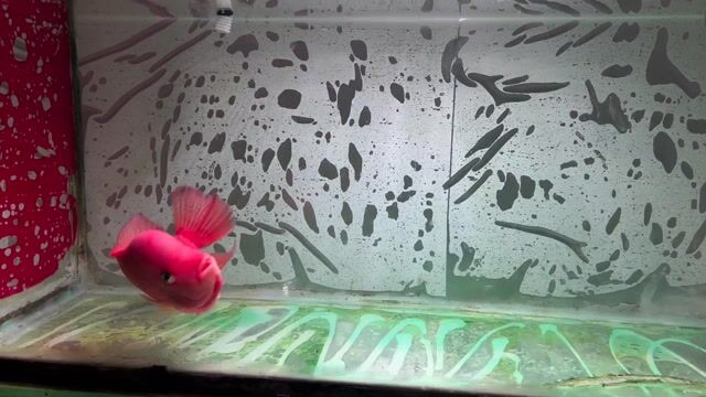 Cá cảnh Đỏ Tơ mới lớn Khỏe mạnh. Mua bán Thú cưng khác tại Huyện Vĩnh Thạnh Cần Thơ được đăng bởi Lê Trường Thi hình 1
