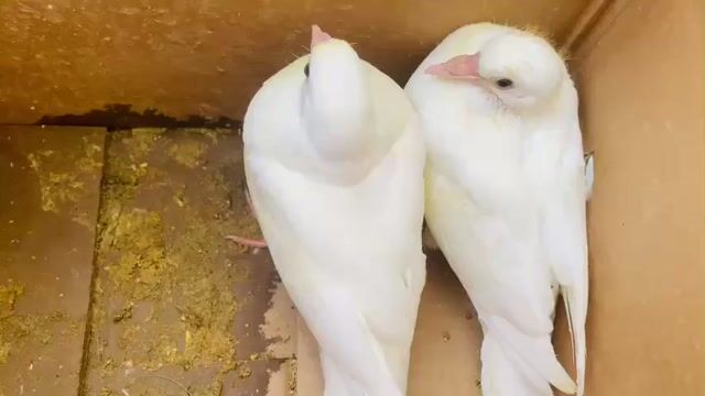 Bồ câu gà con 2cặp = 600k. Mua bán Chim tại Quận Ninh Kiều Cần Thơ được đăng bởi Nguyen Van Duong  hình 1