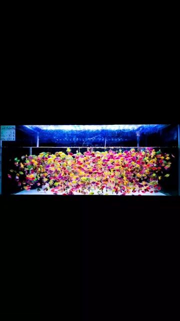 Cá Cánh Buồm Dạ Quang (50 con 90k , 100 con 170k). Mua bán Thú cưng khác tại Quận Bình Thạnh Tp Hồ Chí Minh được đăng bởi Ngọc Duyên Aquarium hình 1