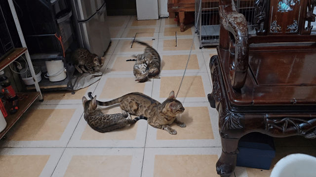 Mèo Bengal đốm vằn. Mua bán Mèo tại Quận Đống Đa Hà Nội được đăng bởi Khanh Le hình 1