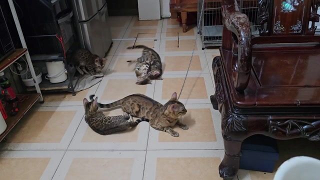 Mèo Bengal đốm vằn. Mua bán Mèo tại Quận Đống Đa Hà Nội được đăng bởi Khanh Le hình 1