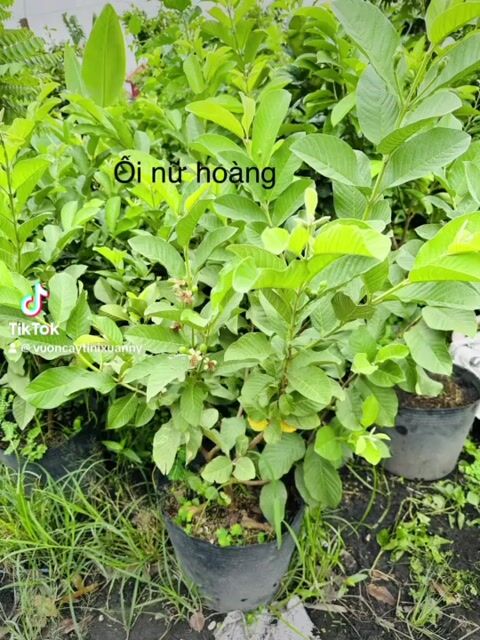 cây ổi nữ hoàng gốc trung cây cao 1m2 có trái. Mua bán Đồ chuyên dụng, Giống nuôi trồng tại Quận Gò Vấp Tp Hồ Chí Minh được đăng bởi Vườn Kiểng Nhà Nị Ny hình 1