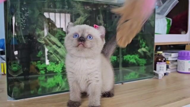 mèo anh lông ngắn cái  hyma point tai xoắn. Mua bán Mèo tại Thành phố Thủ Đức Tp Hồ Chí Minh được đăng bởi Nan hình 1