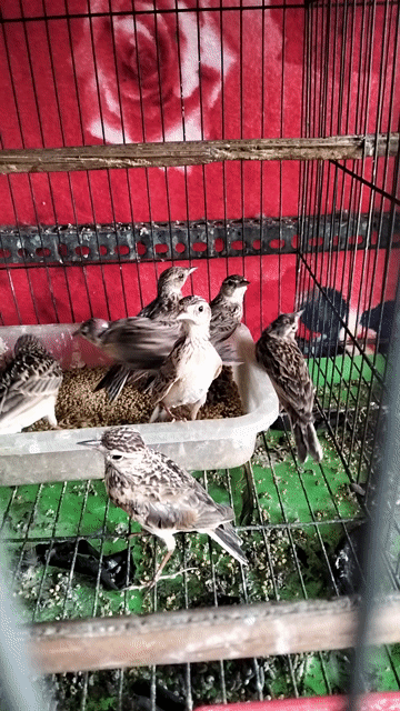 Chim Sơn ca bổi. Mua bán Chim tại Huyện Hóc Môn Tp Hồ Chí Minh được đăng bởi Hoàng Ngọc Bà Điểm hình 1