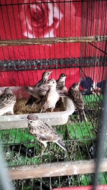 Chim Sơn ca bổi. Mua bán Chim tại Huyện Hóc Môn Tp Hồ Chí Minh được đăng bởi Hoàng Ngọc Bà Điểm hình 1