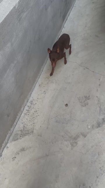 cần bán. Mua bán Chó tại Huyện Thuỷ Nguyên Hải Phòng được đăng bởi Cậu Chủ Nhỏ hình 1