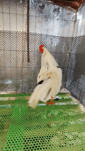 Gà bướm 2.9kg trống Gà tơ. Mua bán Gà tại Huyện Xuân Lộc Đồng Nai được đăng bởi Lâm Đồng nai hình 1