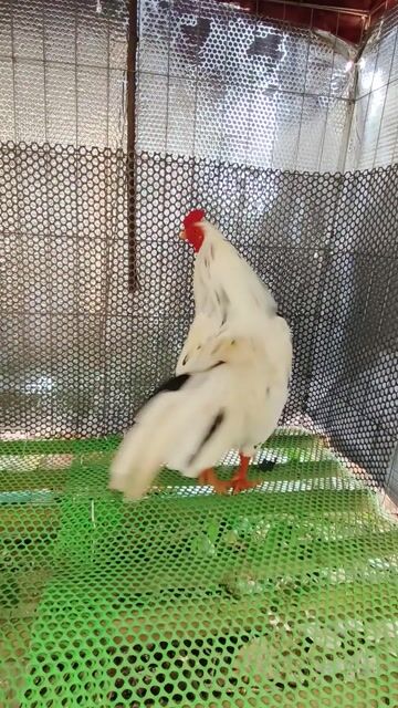 Gà bướm 2.9kg trống Gà tơ. Mua bán Gà tại Huyện Xuân Lộc Đồng Nai được đăng bởi Lâm Đồng nai hình 1