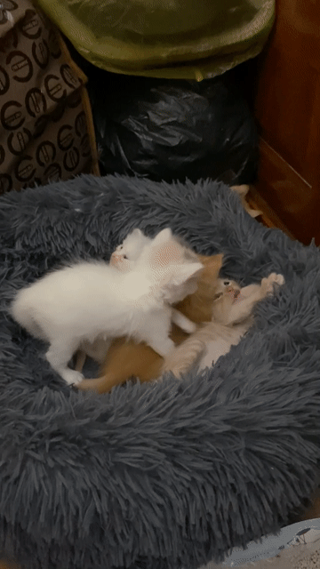 Mèo Anh lông ngắn siêu cute 😘. Mua bán Mèo tại Quận Bắc Từ Liêm Hà Nội được đăng bởi Nguyễn hương  hình 1