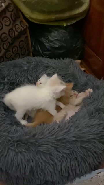 Mèo Anh lông ngắn siêu cute 😘. Mua bán Mèo tại Quận Bắc Từ Liêm Hà Nội được đăng bởi Nguyễn hương  hình 1