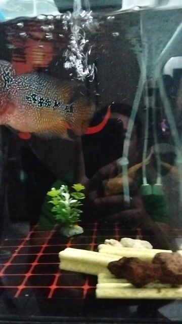 Cá La Hán Thái Châu Lớn. Mua bán Thú cưng khác tại Huyện Châu Thành Đồng Tháp được đăng bởi Đoàn Tới hình 1