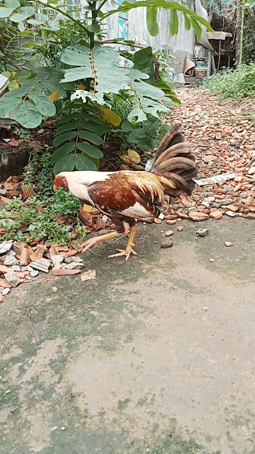 Gà tre đực màu Nâu, trắng, vàng. Mua bán Gà tại Quận 8 Tp Hồ Chí Minh được đăng bởi Lê Thanh Hiền hình 1