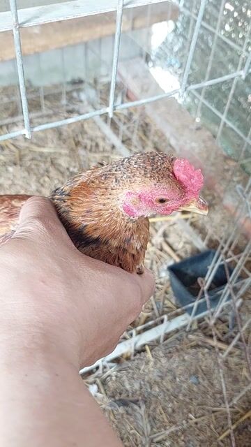 Gà tre bắc trống 6 tháng. Mua bán Gà tại Huyện Trảng Bom Đồng Nai được đăng bởi Phạm Xuân Tùng hình 1