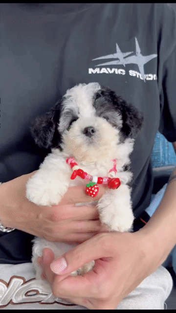 Chó Poodle Cái bò Xám 2 mũi. Mua bán Chó tại Quận Bình Thạnh Tp Hồ Chí Minh được đăng bởi Phạm Tiến hình 1