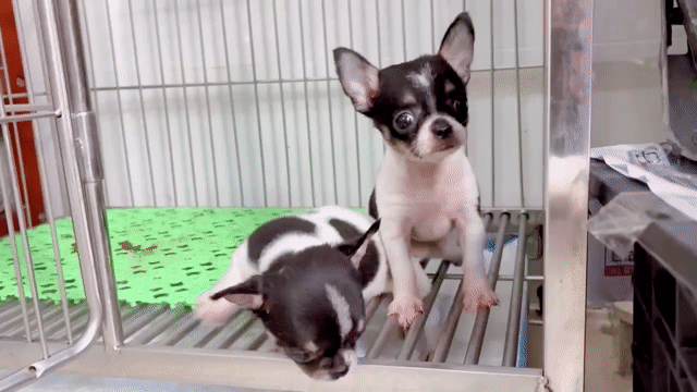Chihuahua cái bò sữa mini. Mua bán Chó tại Quận Gò Vấp Tp Hồ Chí Minh được đăng bởi Biên Nguyên hình 1