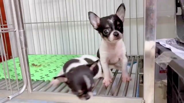 Chihuahua cái bò sữa mini. Mua bán Chó tại Quận Gò Vấp Tp Hồ Chí Minh được đăng bởi Biên Nguyên hình 1