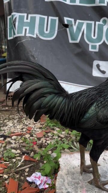 🍀ô giáp 3k3 cán bùa phép. Mua bán Gà tại Thành phố Ngã Bảy Hậu Giang được đăng bởi TRẠI GÀ TẤN PHÁT 68 hình 1