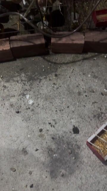 Gà đòn 11 con. Mua bán Gà tại Thị xã Tân Uyên Bình Dương được đăng bởi Thanh Đại hình 1