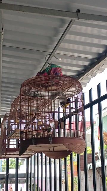 Chào mào núi. Mua bán Chim tại Quận 12 Tp Hồ Chí Minh được đăng bởi Minh Toàn hình 1