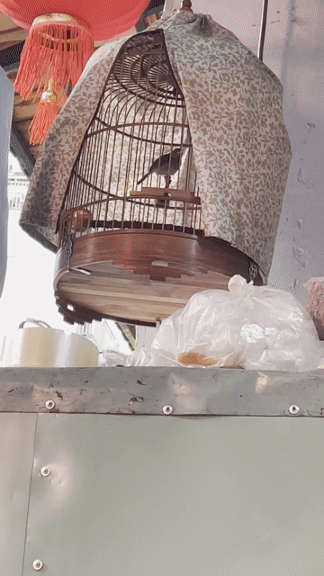 Chim sâu đầu đỏ chuyền trổ hót nhiều. Mua bán Chim tại Quận Tân Phú Tp Hồ Chí Minh được đăng bởi bim bim  hình 1