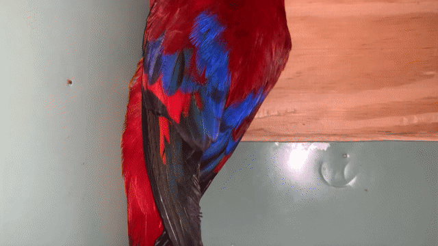 Lory mái tuổi sinh sản. Mua bán Chim tại Quận 12 Tp Hồ Chí Minh được đăng bởi Thanh Thủy hình 1