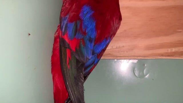 Lory mái tuổi sinh sản. Mua bán Chim tại Quận 12 Tp Hồ Chí Minh được đăng bởi Thanh Thủy hình 1