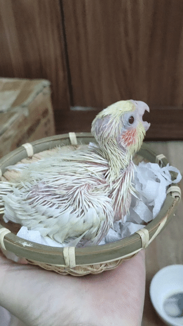 Chim chào mào non Trắng vàng khỏe mạnh. Mua bán Chim tại Quận Hai Bà Trưng Hà Nội được đăng bởi Shop chim cảnh hình 1