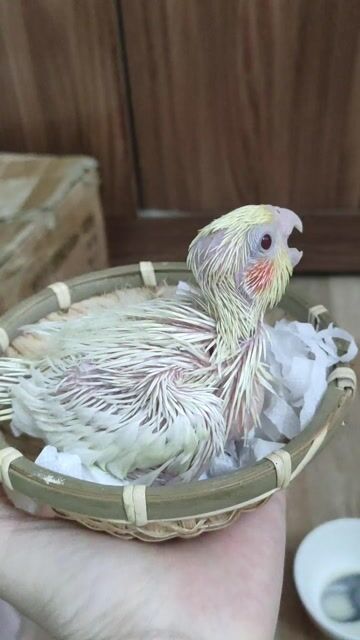 Chim chào mào non Trắng vàng khỏe mạnh. Mua bán Chim tại Quận Hai Bà Trưng Hà Nội được đăng bởi Shop chim cảnh hình 1