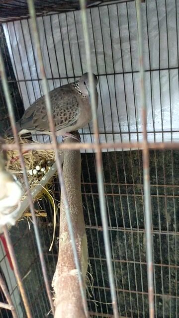 có mấy cặp cu thái với malai. Mua bán Chim tại Huyện Ba Tri Bến Tre được đăng bởi Phuong Huynh hình 1