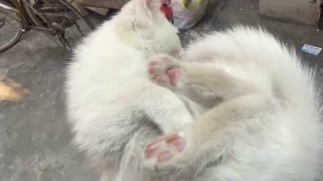 Mèo ALD lai mèo Nga, con cái. Mua bán Mèo tại Quận Thanh Xuân Hà Nội được đăng bởi trần yến ngọc hình 1