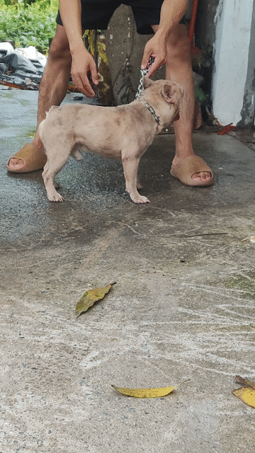 Chó Poodle đực Vàng kem 10 tháng. Mua bán Chó tại Huyện Thanh Trì Hà Nội được đăng bởi Duc  hình 1