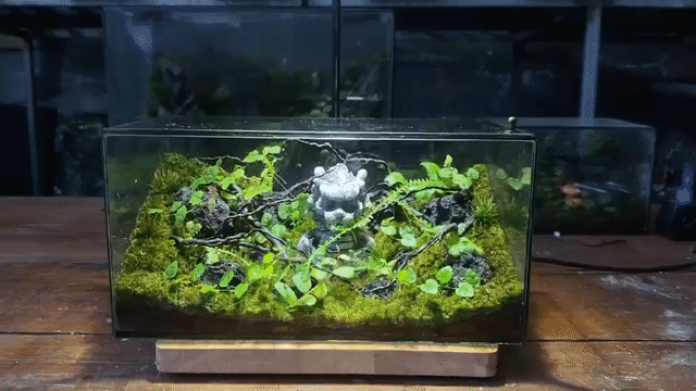 Bể thủy sinh Kính 20x10x10cm Trang trí bàn. Mua bán Cây cảnh, đồ trang trí tại Quận 8 Tp Hồ Chí Minh được đăng bởi Hoai Nam hình 1