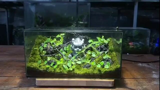 Bể thủy sinh Kính 20x10x10cm Trang trí bàn. Mua bán Cây cảnh, đồ trang trí tại Quận 8 Tp Hồ Chí Minh được đăng bởi Hoai Nam hình 1
