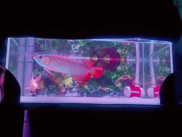 Cá Rồng Huyết Long Indonesia Đỏ 26-28cm. Mua bán Thú cưng khác tại Thành phố Thủ Dầu Một Bình Dương được đăng bởi bán gì được bán  hình 1