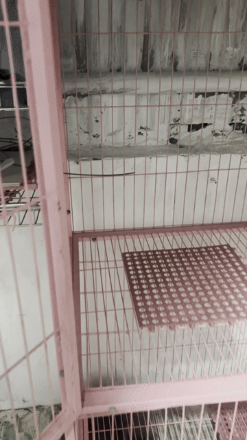 Chuồng Kim loại size M cũ màu Hồng. Mua bán Phụ kiện, Thức ăn, Dịch vụ tại Quận Hoàn Kiếm Hà Nội được đăng bởi Nguyễn thu lệ hình 1