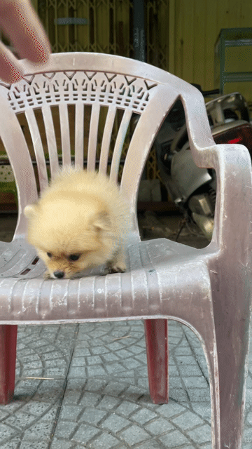 Pom teacup(phóc sóc) mặt gấu full giấy. Mua bán Chó tại Quận Thanh Khê Đà Nẵng được đăng bởi Chaien Pet Shop hình 1