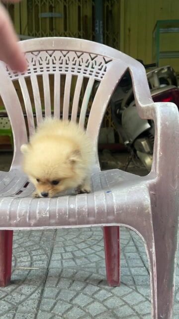 Pom teacup(phóc sóc) mặt gấu full giấy. Mua bán Chó tại Quận Thanh Khê Đà Nẵng được đăng bởi Chaien Pet Shop hình 1