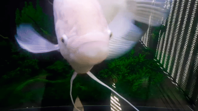 Cá Phát Tài 50cm Trắng. Mua bán Thú cưng khác tại Quận Tân Phú Tp Hồ Chí Minh được đăng bởi Thanh Tài hình 1