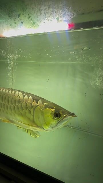 Cá Kim Long 45 cm. Mua bán Thú cưng khác tại Huyện Bình Chánh Tp Hồ Chí Minh được đăng bởi Tài Lộc hình 1