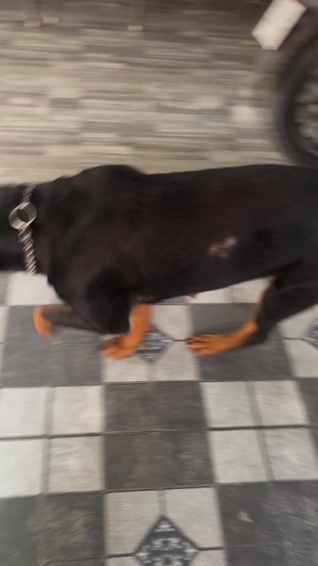 Chó. Mua bán Chó tại Thành phố Dĩ An Bình Dương được đăng bởi Lê Hồng Phúc hình 1