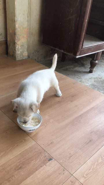 Chó Nhật lai đực dưới 3 tháng. Mua bán Chó tại Thành phố Huế Thừa Thiên Huế được đăng bởi Minh châu hình 1